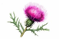 Thistle flower drawing plant white background. 