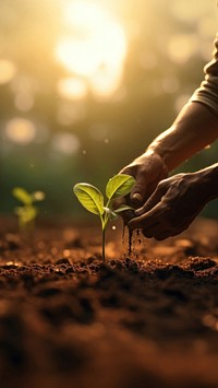 Photo of farmer start to plant seed for vegetable.  