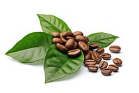 Coffee plant white background ingredient. AI generated Image by rawpixel.