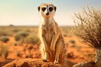 Meerkat meerkat wildlife animal. AI generated Image by rawpixel.