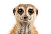 Meerkat meerkat wildlife animal. AI generated Image by rawpixel.