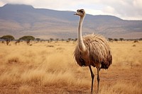 Ostrich ostrich grassland outdoors. 