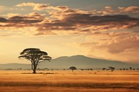 SERENGETI landscape grassland outdoors. 