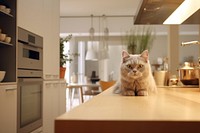 Kitchen furniture mammal animal. 