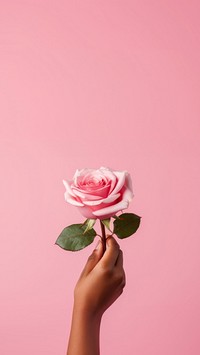 a hand holding a rose, pink solid color background.  