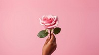 a hand holding a rose, pink solid color background.  