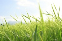 Agriculture  grassland outdoors. 