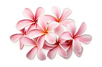 Frangipani flower petal plant. AI generated Image by rawpixel.