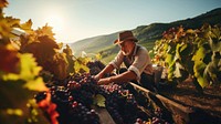 Harvesting Grapes with young Italian Farmer.  