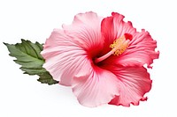 Hibiscus blossom flower plant. 