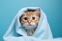 Cat in blanket, blue background. .