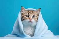 Cat in blanket, blue background. AI generated image by rawpixel.
