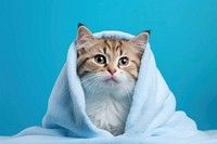 Cat in blanket, blue background. 