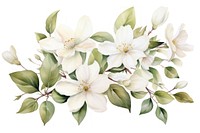 Jasmine watercolor blossom flower plant. 