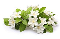 Jasmine flower plant petal. 