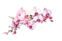 Orchids watercolor blossom flower plant. 