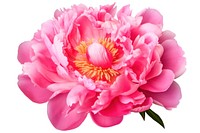 Peony flower blossom dahlia petal. AI generated Image by rawpixel.