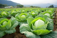 Cabbage farm vegetable plant field. 