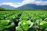 Cabbage farm agriculture vegetable outdoors. 