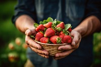 Farmer picking a fresh strawberry fruit plant food. 