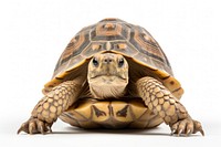 Arrau turtle reptile animal white background. AI generated Image by rawpixel.