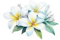 Watercolor frangipani flower petal plant. 