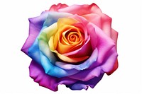 Rose rainbow color realistic flower. AI generated Image by rawpixel.
