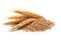 Wheat ear Wheat grains ingredient food. AI generated Image by rawpixel.