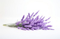 Lavender lavender blossom flower. AI generated Image by rawpixel.