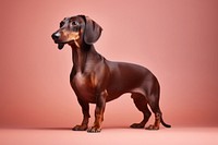 Dachshund dog dachshund animal mammal. AI generated Image by rawpixel.
