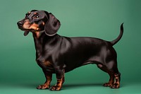 Dachshund dog dachshund animal mammal. 