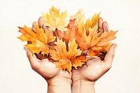 Hand holding autumn leaves. 