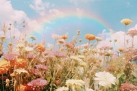 Flower field, beautiful rainbow sky. 