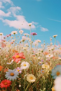 Flower field, beautiful sky. 