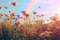 Flower field, beautiful rainbow sky. 