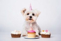 Cake dog birthday maltese. 