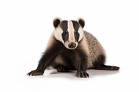 European badger wildlife animal mammal. AI generated Image by rawpixel.