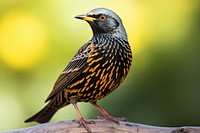 European starling blackbird beak animal. 