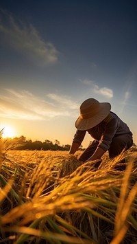 Photo of farmer in golden hour.  