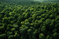 Green forest vegetation outdoors woodland. AI generated Image by rawpixel.