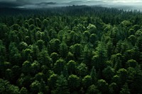 Green forest nature vegetation outdoors. 