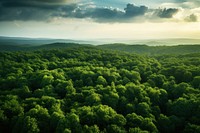 Forest vegetation outdoors woodland. 