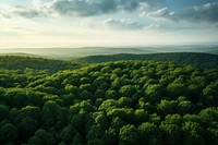 Forest vegetation outdoors woodland. 