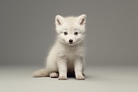 Baby Wild arctic fox wildlife mammal animal. AI generated Image by rawpixel.