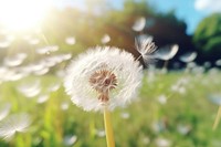 Dandelion softness outdoors nature. AI generated Image by rawpixel.