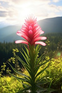 A majestic exotic wild nordic flower nature landscape outdoors. 