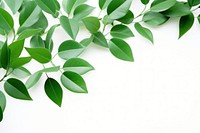 Green leaves green backgrounds plant. AI generated Image by rawpixel.
