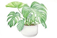 Plant leaf white background houseplant. 