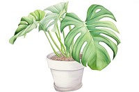 Plant leaf white background houseplant. 