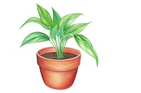 Plant pot leaf white background houseplant.